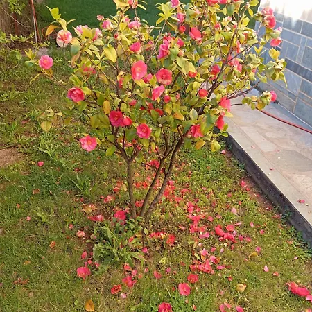 Αυλή της Ελιάς * Prosotsani