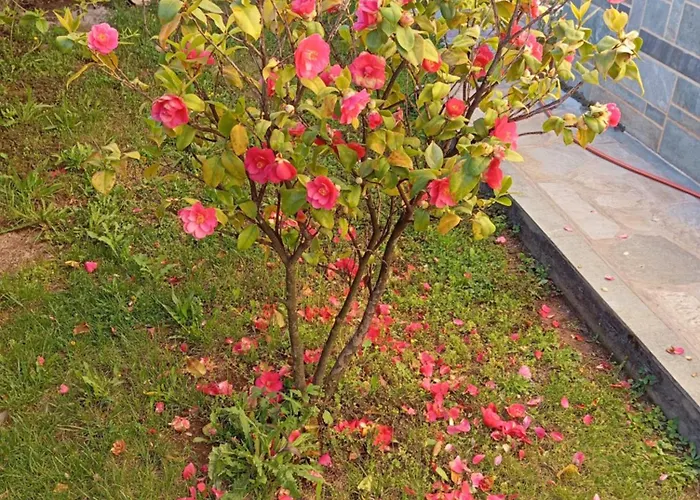 Αυλή Της Ελιάς * Prosotsani